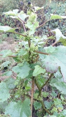 Xanthium strumarium