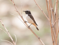 Oenanthe xanthoprymna