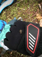 Plectrura spinicauda