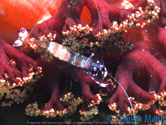 Ancylomenes luteomaculatus