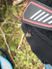 Plectrura spinicauda