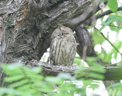 Otus brucei