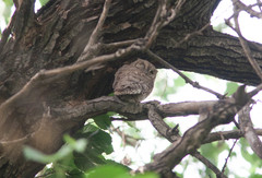 Otus brucei