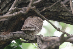Otus brucei
