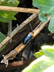 Disonycha xanthomelas