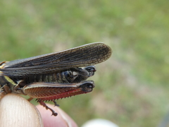 Melanoplus borealis