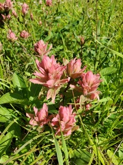 Castilleja miniata fulva