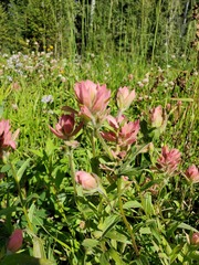 Castilleja miniata fulva