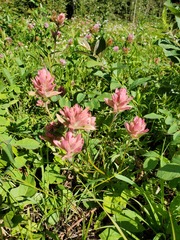 Castilleja miniata fulva