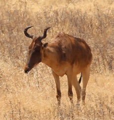 Alcelaphus buselaphus cokii