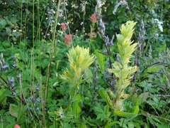Castilleja miniata fulva