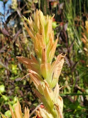 Castilleja miniata fulva