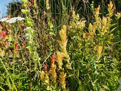 Castilleja miniata fulva