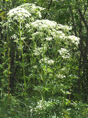 Pleurospermum austriacum