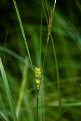 Carex striata