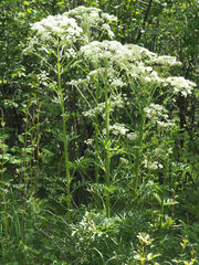 Pleurospermum austriacum