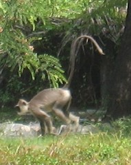 Semnopithecus priam thersites