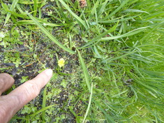 Erythranthe moschata