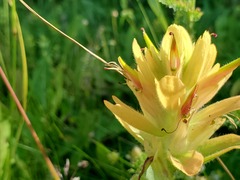 Castilleja miniata fulva