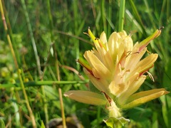 Castilleja miniata fulva