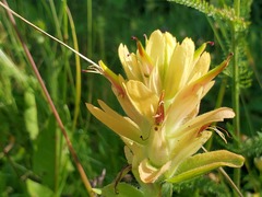 Castilleja miniata fulva