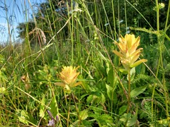 Castilleja miniata fulva