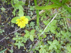 Erythranthe moschata