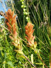 Castilleja miniata fulva