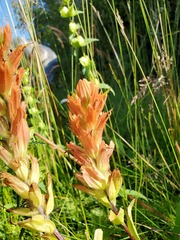 Castilleja miniata fulva
