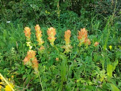 Castilleja miniata fulva
