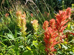 Castilleja miniata fulva