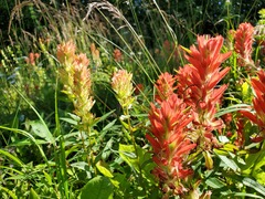 Castilleja miniata fulva