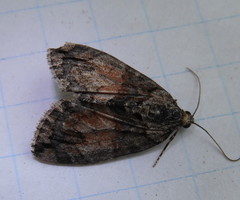 Hydriomena perfracta