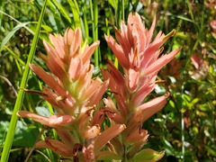 Castilleja miniata fulva