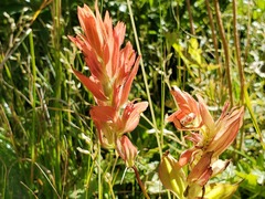 Castilleja miniata fulva