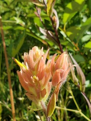Castilleja miniata fulva