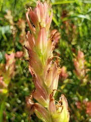 Castilleja miniata fulva