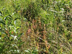 Castilleja miniata fulva