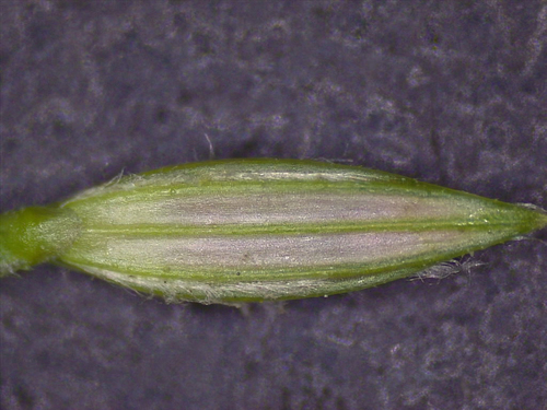 Digitaria ciliaris