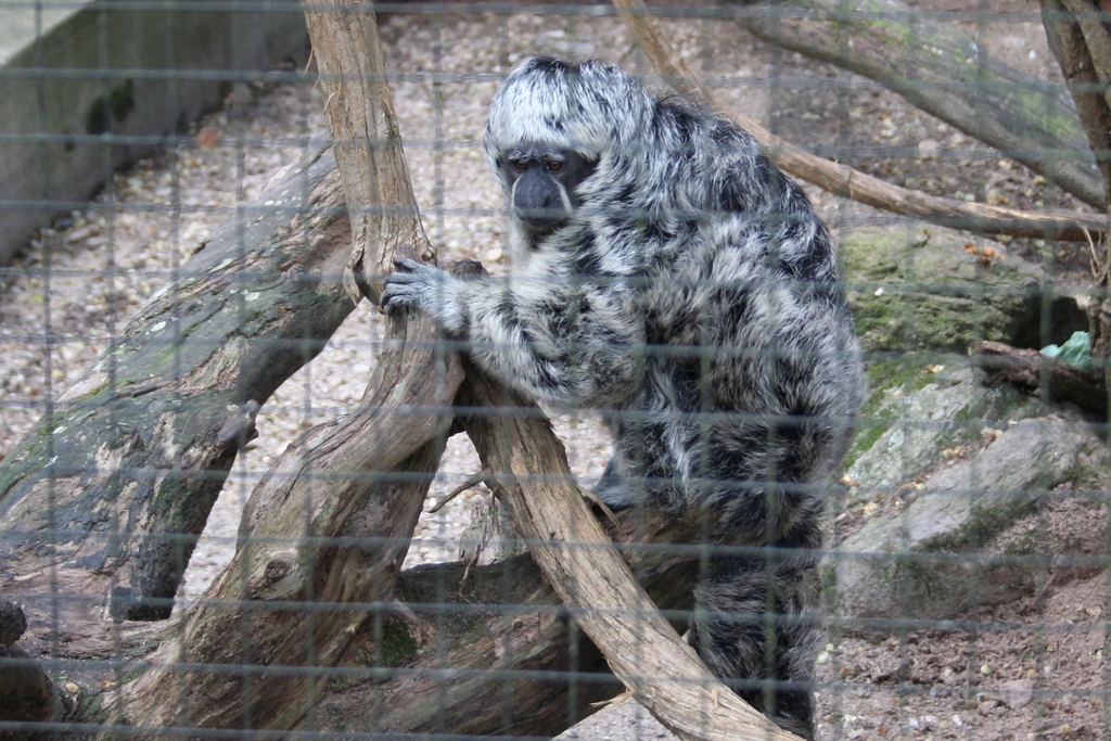 Gray’s Bald-faced Saki