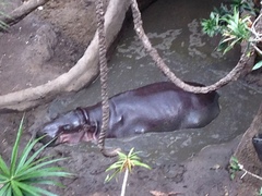 Hippopotamidae