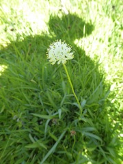 Triantha occidentalis occidentalis