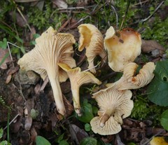 Cantharellus ferruginascens