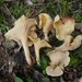 Pale Chanterelle - Photo (c) Massimo Tabone, some rights reserved (CC BY-NC), uploaded by Massimo Tabone