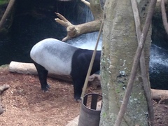 Tapirus