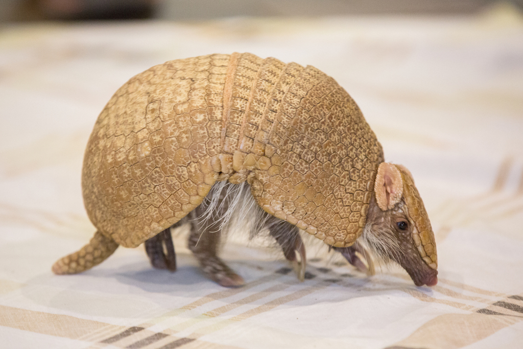 Brazilian Three-Banded Armadillo