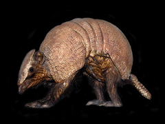 Brazilian Three-Banded Armadillo photo 2