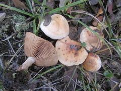 Hebeloma sacchariolens