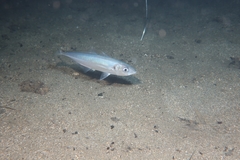 Trachurus trachurus