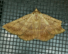 Epidromia rotundata